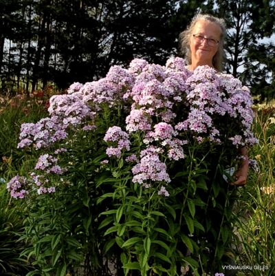 Phlox paniculata ‘Švelnumas’ (3)
