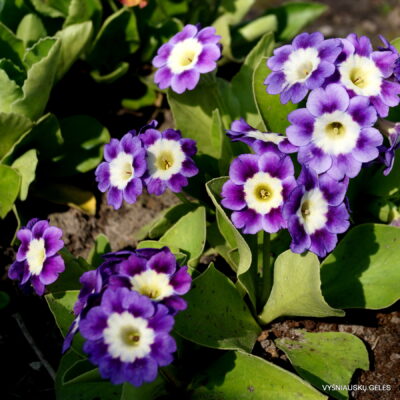 Primula auricula 'Adrian‘ (2)
