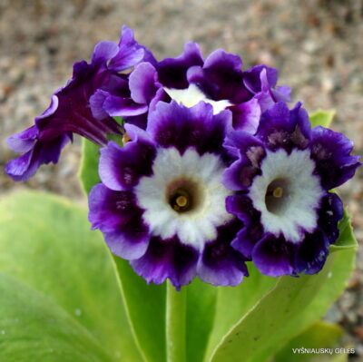 Primula auricula 'Adrian‘