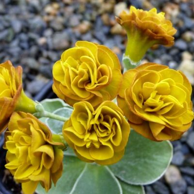 Primula auricula 'Bellini'