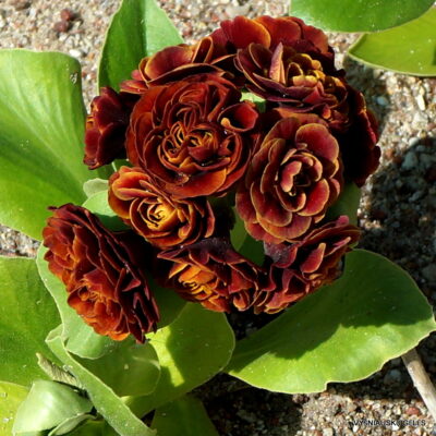 Primula auricula 'Chiquita‘ (2)