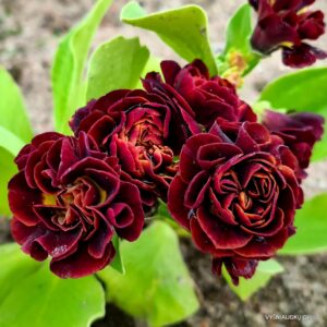 Primula auricula 'Chiquita‘