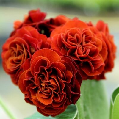 Primula auricula 'Don Carlos'