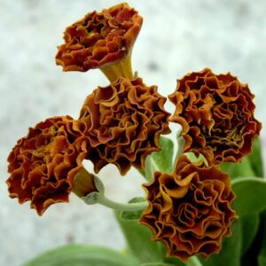Primula auricula 'Grand Slam'