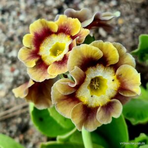 Primula auricula 'Grenache‘