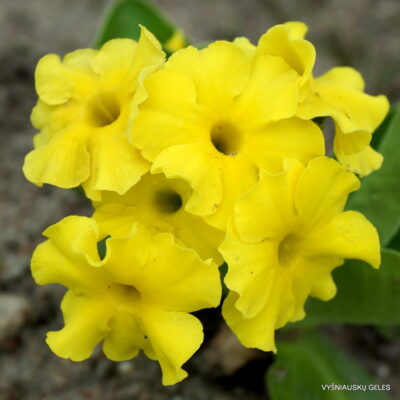 Primula auricula 'Lucia‘