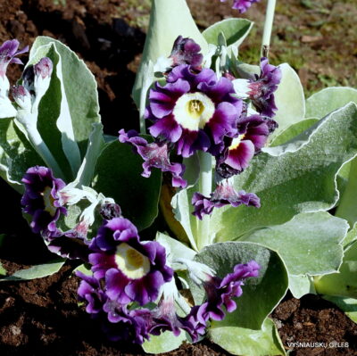 Primula auricula 'MacWatt‘s Blue‘ (2)