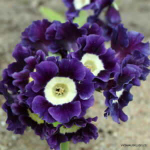 Primula auricula 'MacWatt‘s Blue‘