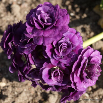 Primula auricula 'Sarah Lodge‘ (2)