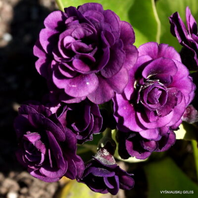 Primula auricula 'Sarah Lodge‘