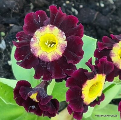 Primula auricula b.p. (2)