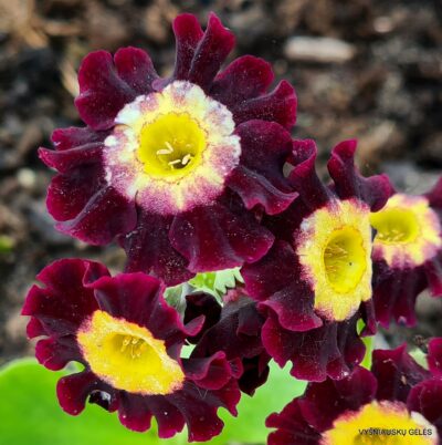 Primula auricula b.p.