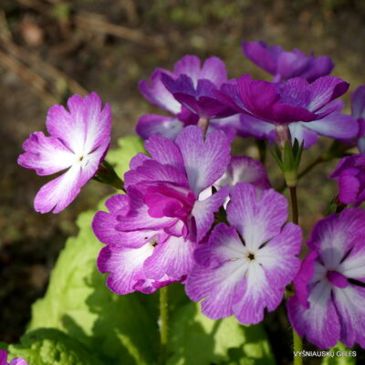 Primula sieboldii 'Iso Botan‘ (2)