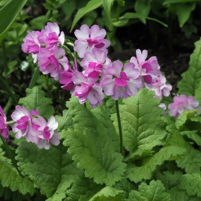 Primula sieboldii 'Iso Botan‘