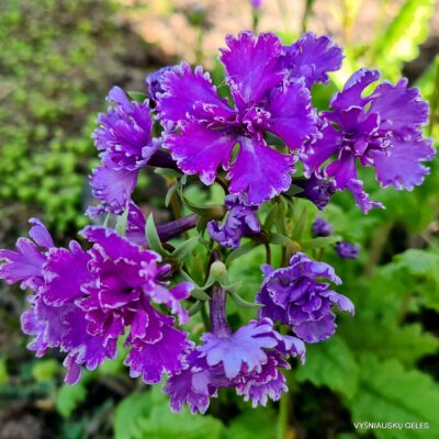 Primula sieboldii 'Kiraboshi‘