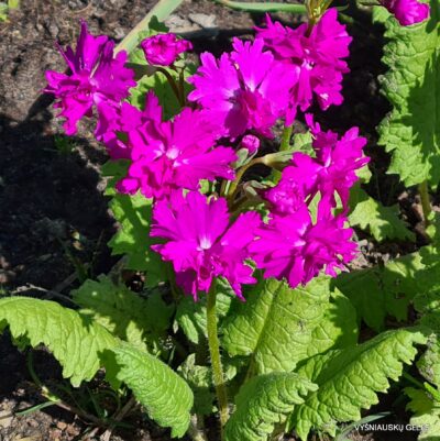 Primula sieboldii 'Onigokko‘ (2)