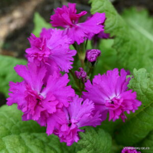 Primula sieboldii 'Onigokko‘