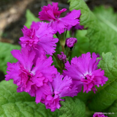 Primula sieboldii 'Onigokko‘