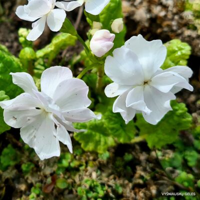 Primula sieboldii 'Sato Zakura‘ (2)
