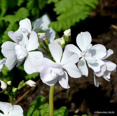 Primula sieboldii 'Sato Zakura‘
