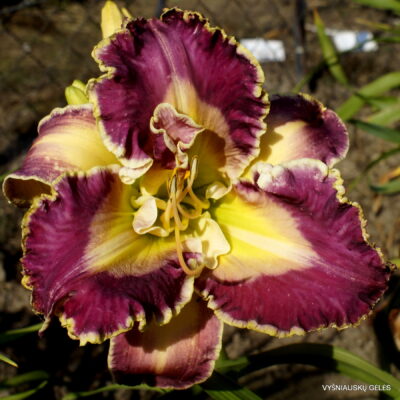 Privileged In Purple (2)