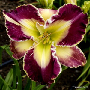 Privileged In Purple