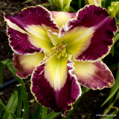 Privileged In Purple