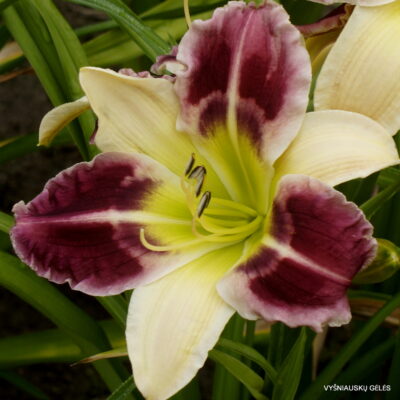 Purple Garden Secret (2) Purple Garden Secret (2)