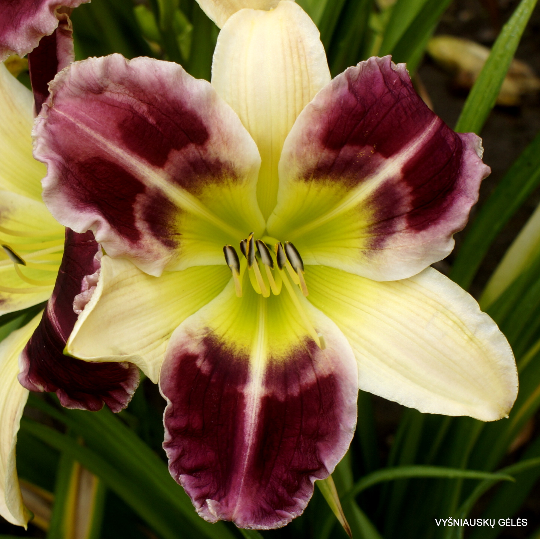 Purple Garden Secret (3)