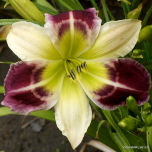 Purple Garden Secret