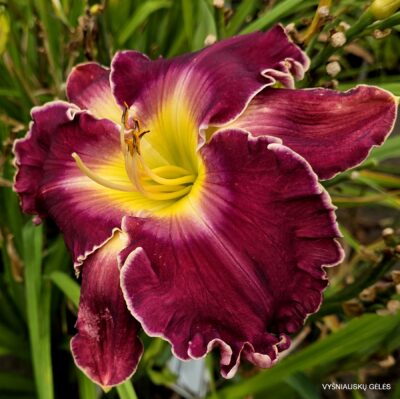 Robed in Splendor (2)