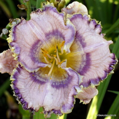 Ruffles Have Ripples