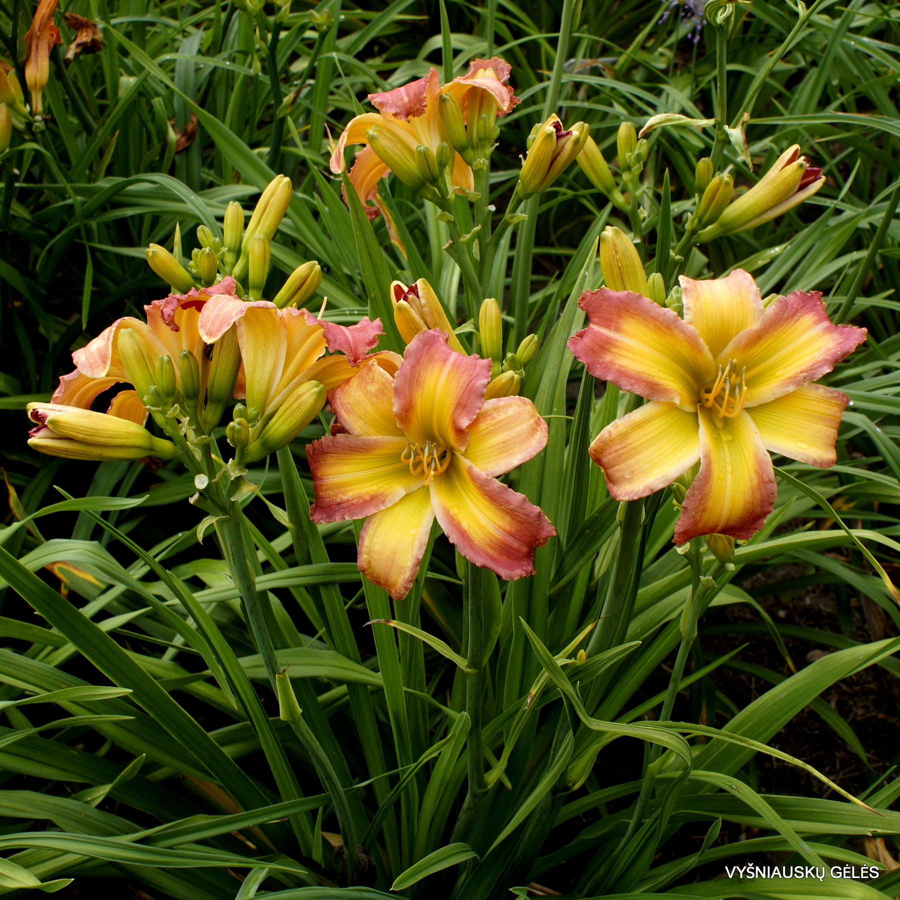 Singing Summer Colors (3)