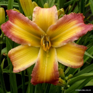 Singing Summer Colors