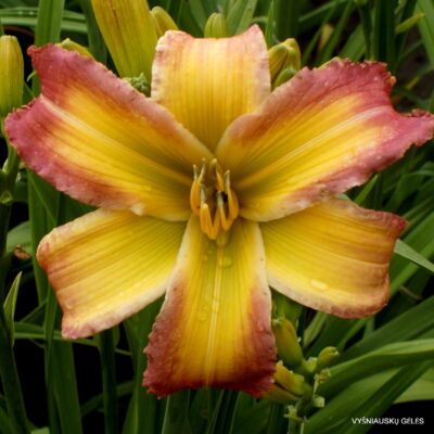 Singing Summer Colors Singing Summer Colors