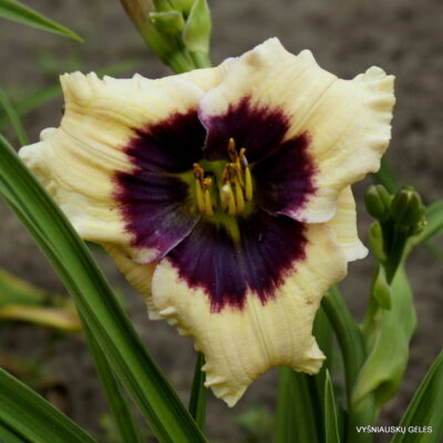 Small World Blue Ridge Mountains