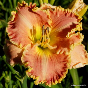 Small World Gone Fishing