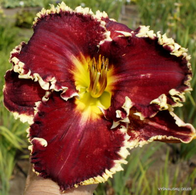 Spacecoast White Fang (2)