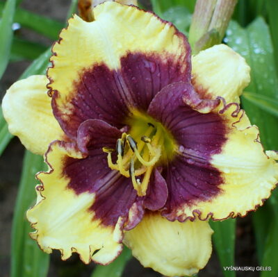 Super Fancy Face (2)