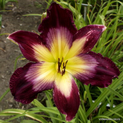 Tall Dark and Handsome