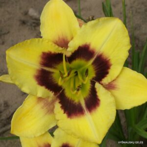 Tomorrow‘s Horizons