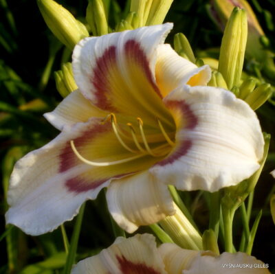 Tree of Butterflies (2) Tree of Butterflies (2)