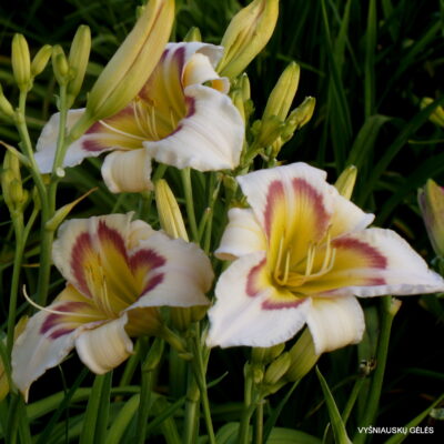 Tree of Butterflies (3) Tree of Butterflies (3)