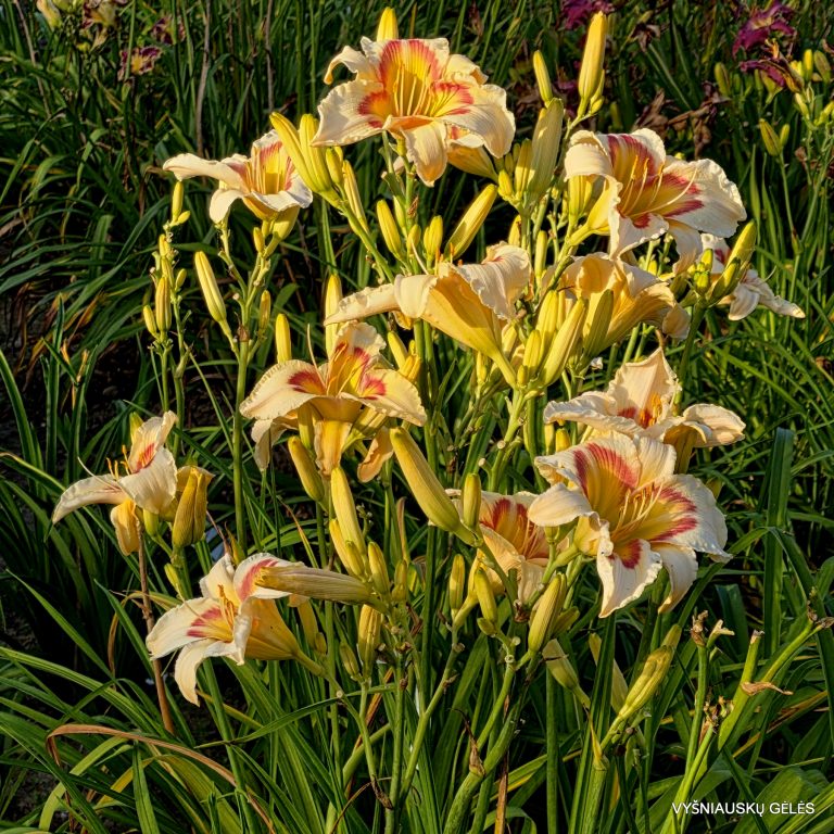 Tree of Butterflies (4)