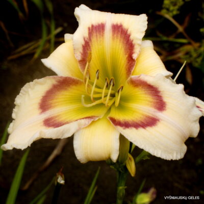 Tree of Butterflies Tree of Butterflies