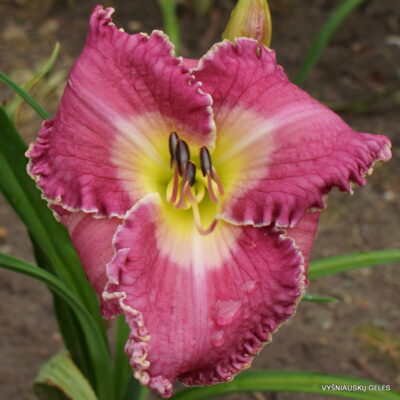 Unknown Presence (2)