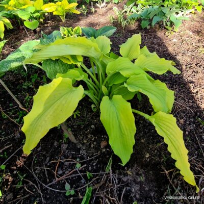 Valley’s Matador (2)