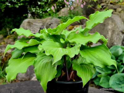 Valley’s Rodeo (2)