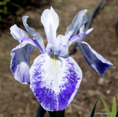 Violet Constellation