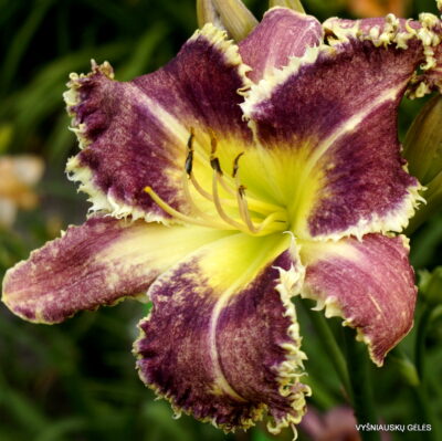 Ziezmariu Chameleonas (2)